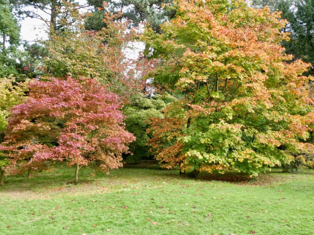 Trees