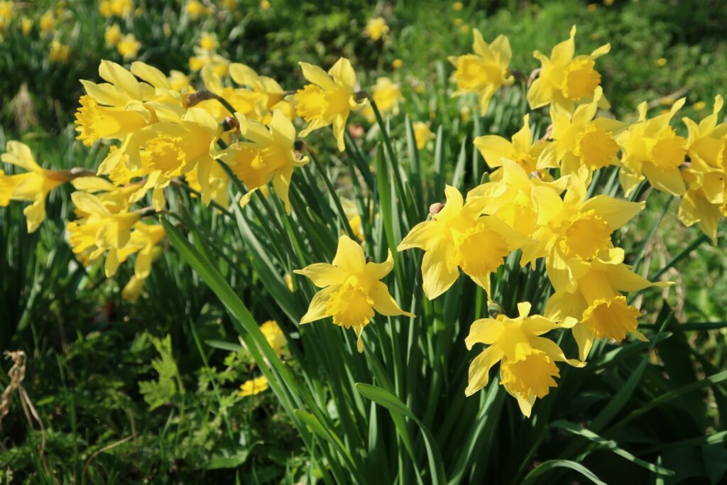 Daffodils