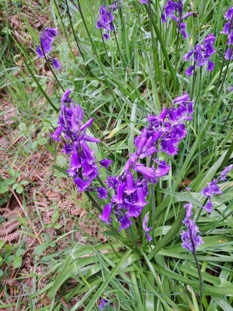Bluebells