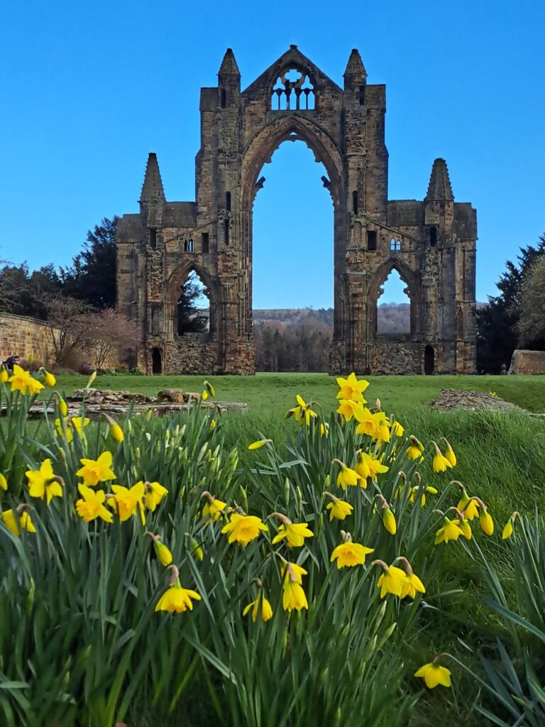Daffodils at Gisborough Priory